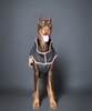 Pet Set Go Wind Sheeter Jackets for Dogs (Black) Dogs-Clothing & Accessories Pet Set Go Dropship