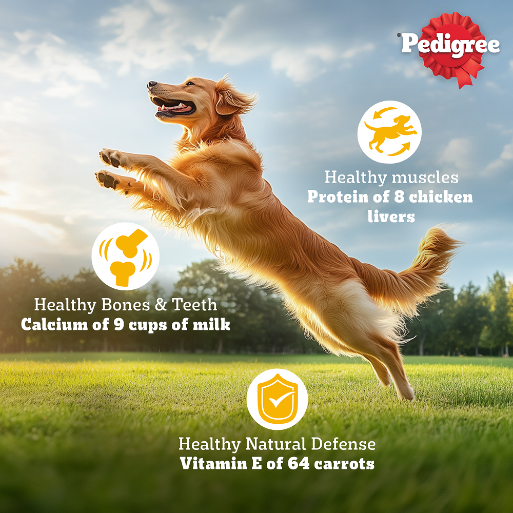 Pedigree Adult Dog Food Combo |Chicken & Vegetables Dry & Chicken & Liver Wet Dogs- Dry Food Pedigree