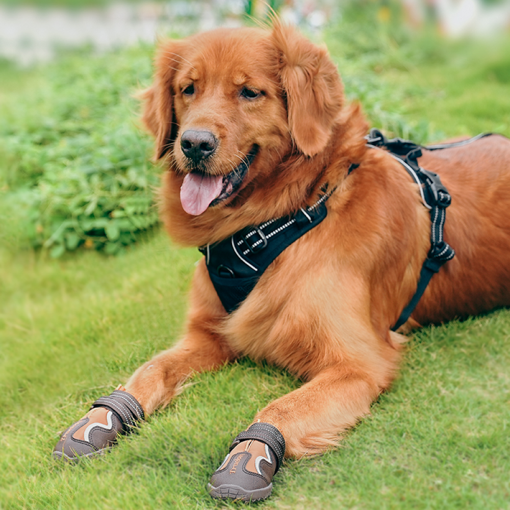 Truelove Reflective Waterproof and TPR Sole Shoes for Dogs (Pinecone/Glazed Ginger, Set of 4)