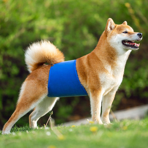 KUTKUT Diapers for Male Dogs (Blue)
