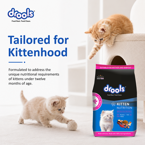 Drools Ocean Fish Kitten Cat Dry Food
