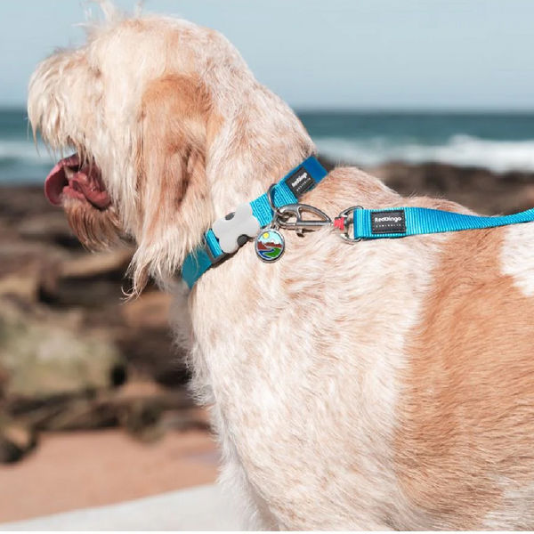 Red Dingo Classic Leash For Dogs (Turquoise)