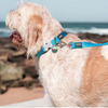 Red Dingo Classic Leash For Dogs (Turquoise) Dogs-Collar, Leashes, harnesses Red Dingo Dropship