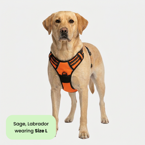 M Pets Water Resistant 3buckle Hiking Harness for Dogs (Orange)