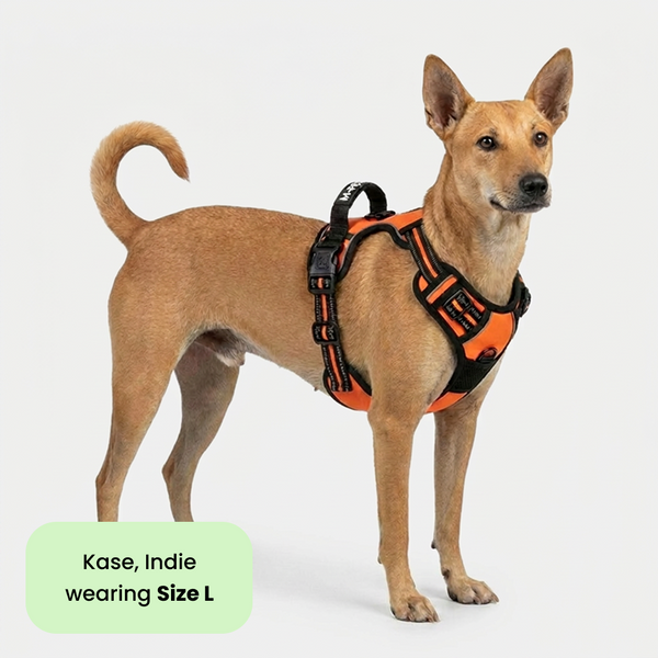 M Pets Water Resistant 3buckle Hiking Harness for Dogs (Orange)