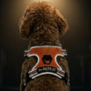 M Pets Water Resistant 3buckle Hiking Harness for Dogs (Orange) Dogs-Collar, Leashes, harnesses M Pets