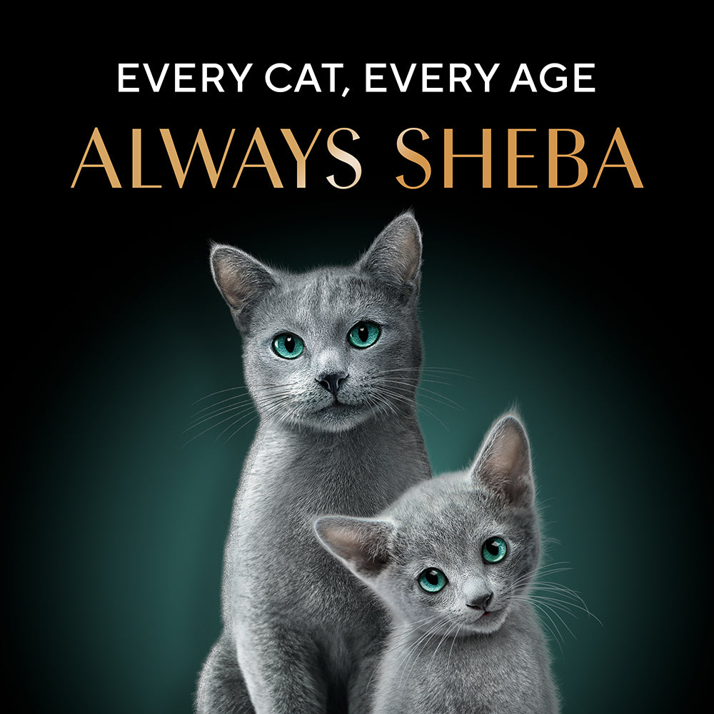 Sheba Pure Tuna Filets in Jelly Premium Cat Wet Food Cats-Wet Food Sheba