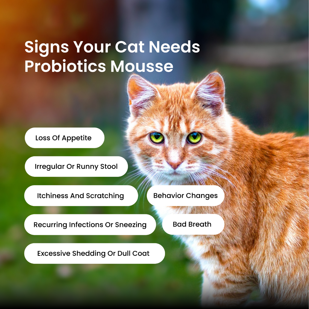 Absolut Pet Probiotics Gut Health Creamy Supplements for Cats Cats-Health & Wellness Absolut Pet