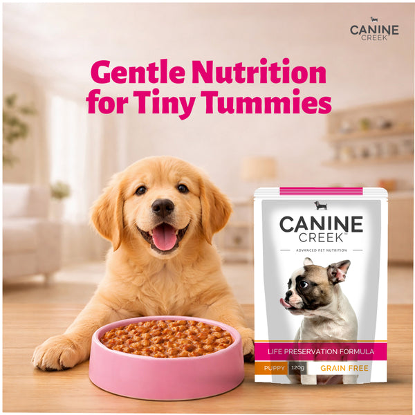 Canine Creek Real Chicken Gravy Puppy Wet Food