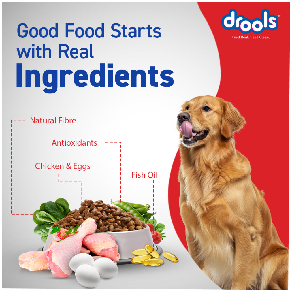 Drools Chicken and Egg Adult Dog Dry Food Dogs- Dry Food Drools