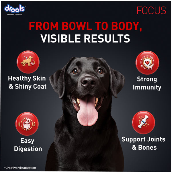Drools Focus Super Premium Adult Dog Dry Food | Corn & Wheat Free Formula