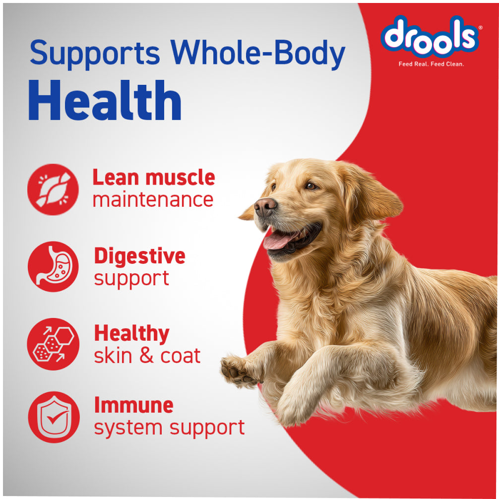 Drools Chicken and Egg Adult Dog Dry Food Dogs- Dry Food Drools