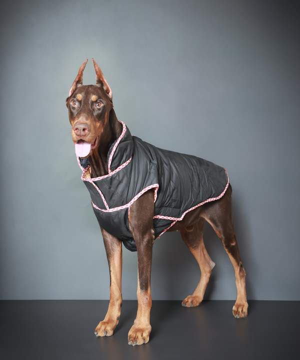 Pet Set Go Wind Sheeter Jackets for Dogs (Black)