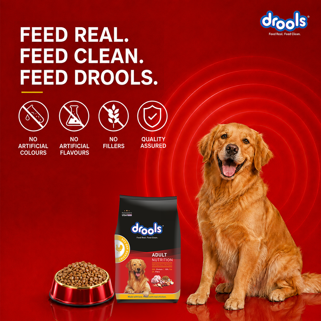 Drools Chicken and Egg Adult Dog Dry Food Dogs- Dry Food Drools
