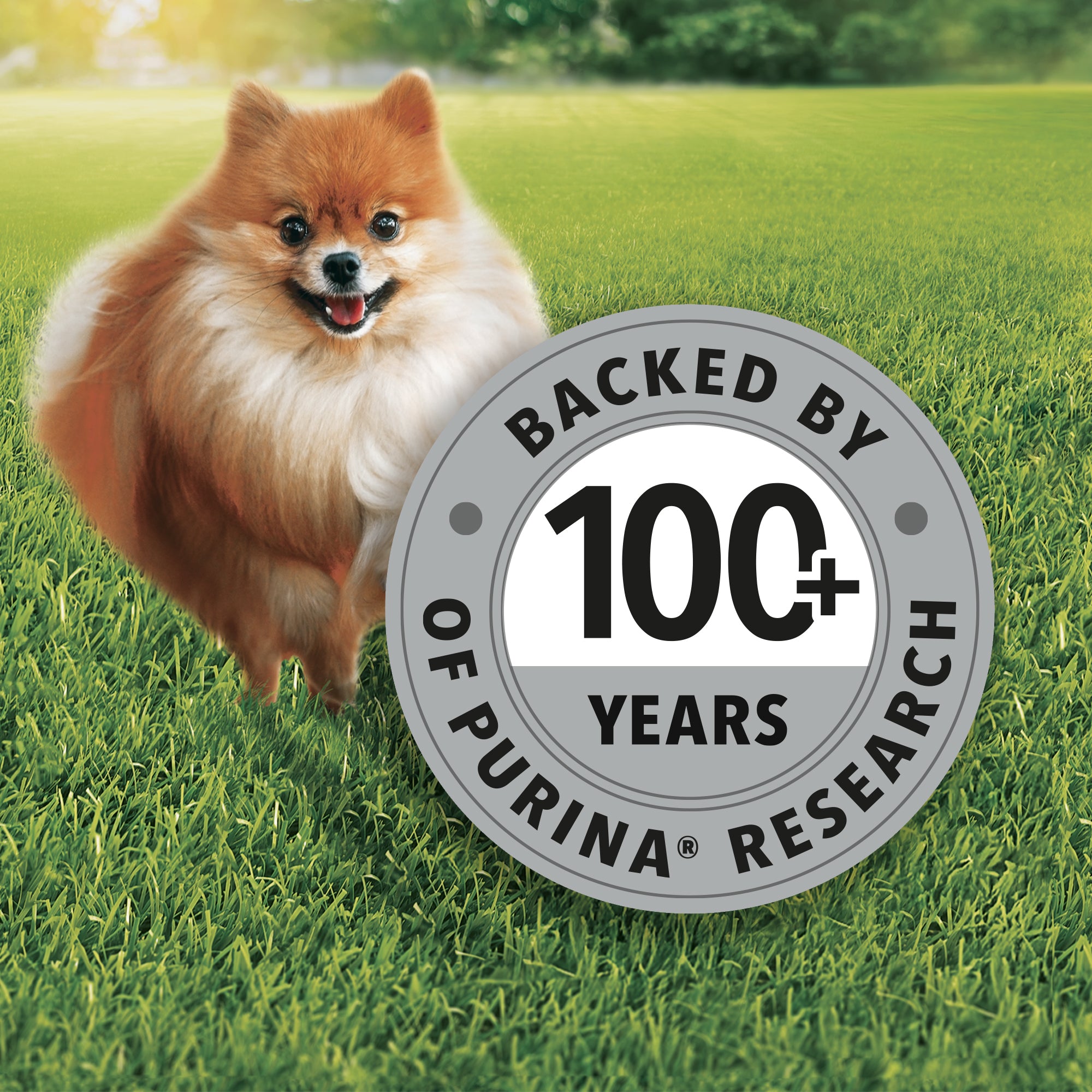 Purina Friskies Chicken Small Breed Adult Dog Food Dogs- Dry Food Friskies