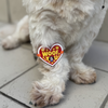Raksha Bandhan Woof You Rakhi for Dogs & Cats by Pawgypets Both-Clothing & Accessories Pawgypets Dropship