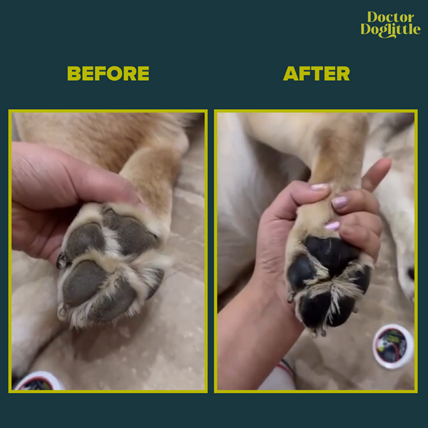 Doctor Doglittle Probiotic Goat Milk Paw & Nose Balm for Dogs