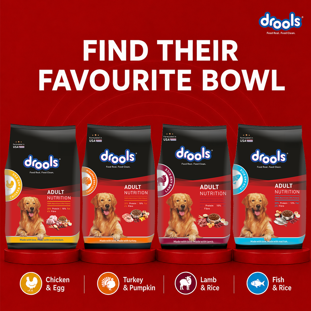 Drools Chicken and Egg Adult Dog Dry Food Dogs- Dry Food Drools
