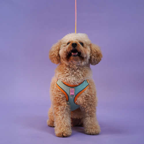 Skatrs Everyday Ready Harness & Leash Set for Small Breed Dogs & Cats (Green) Both-Collar, Leashes, harnesses Skatrs L