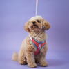Skatrs Everyday Ready Harness & Leash Set for Small Breed Dogs & Cats (Pink) Both-Collar, Leashes, harnesses Skatrs M