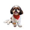 Raksha Bandhan Woof You Rakhi for Dogs & Cats by Pawgypets Both-Clothing & Accessories Pawgypets Dropship