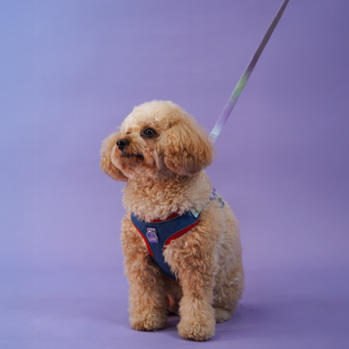 Skatrs Everyday Ready Harness & Leash Set for Small Breed Dogs & Cats (Blue) Both-Collar, Leashes, harnesses Skatrs M