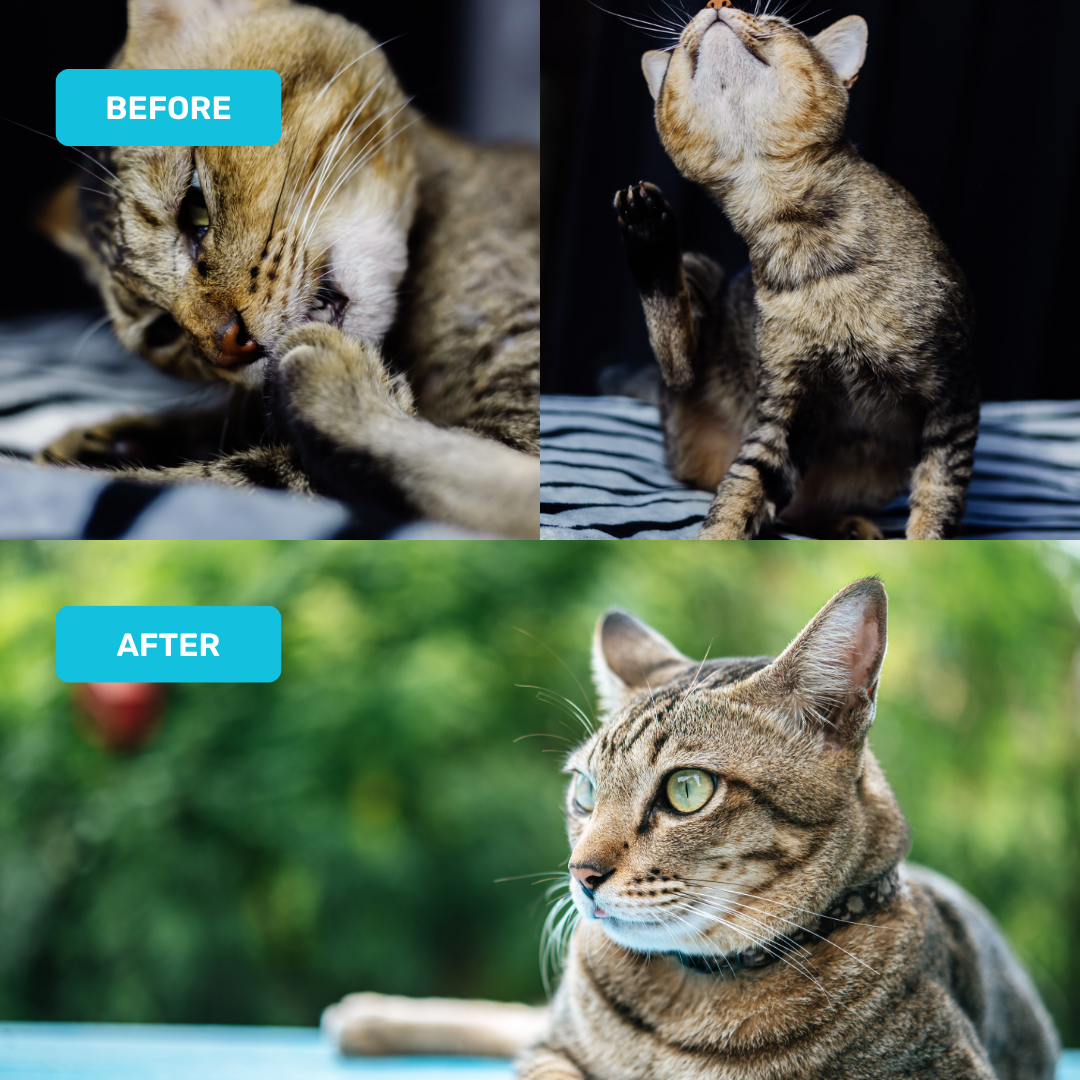 Absolut Pet Probiotics Gut Health Creamy Supplements for Cats Cats-Health & Wellness Absolut Pet