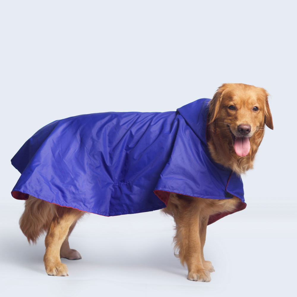Pet Set Go Cape Style Raincoat for Dogs (Blue) Dogs-Clothing & Accessories Pet Set Go
