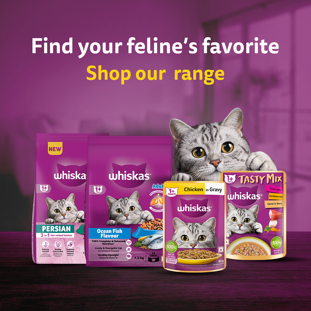 Whiskas Chicken Flavour Cat (Adult 1+) Dry Food Cats- Dry food Whiskas