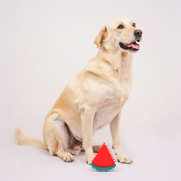 Skatrs Watermelon Shaped Ice Cooling Toy for Dogs & Cats (Green/Red)