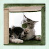 Furrlovers Multi Level Tree with Condo & Hammock for Cats (Green) Cats-Toys Furrlovers Dropship