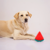 Skatrs Watermelon Shaped Ice Cooling Toy for Dogs & Cats (Green/Red) Dogs-Toys Skatrs
