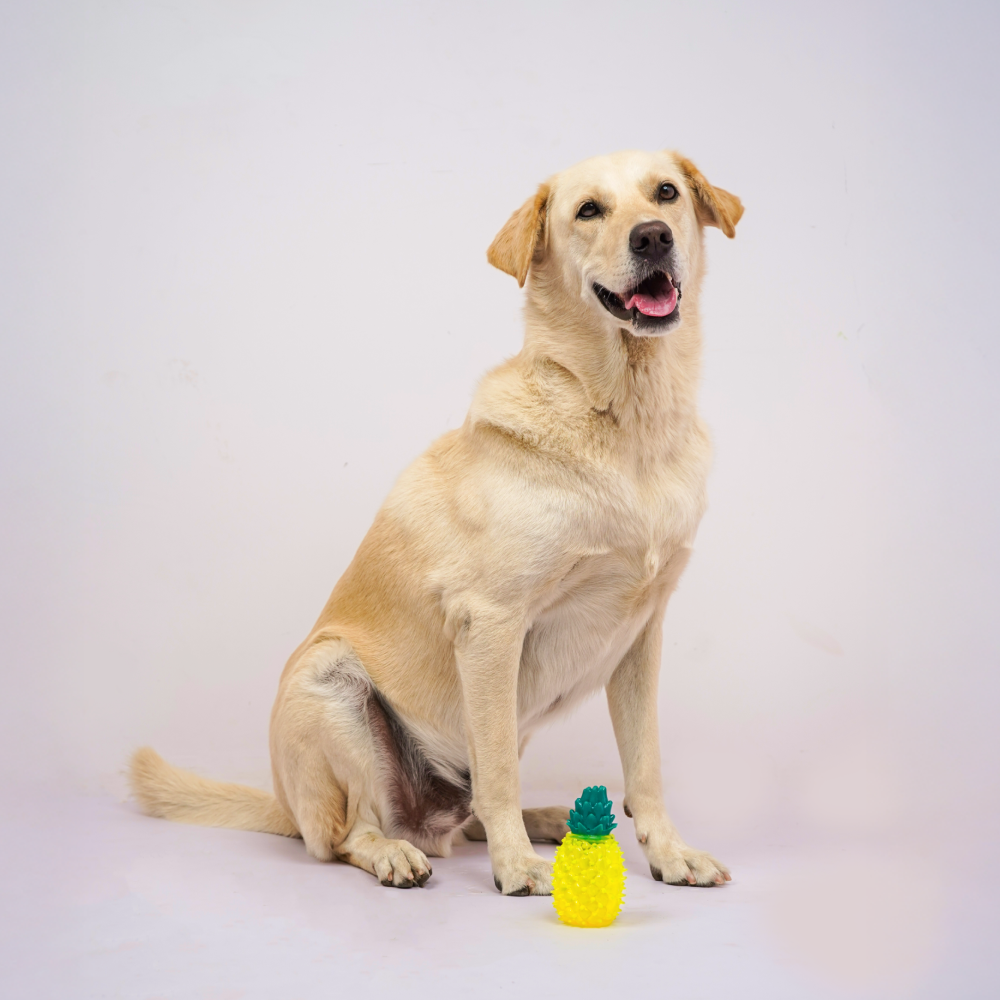 Skatrs Pineapple Shaped Ice Cooling Toy for Dogs & Cats (Yellow) Dogs-Toys Skatrs