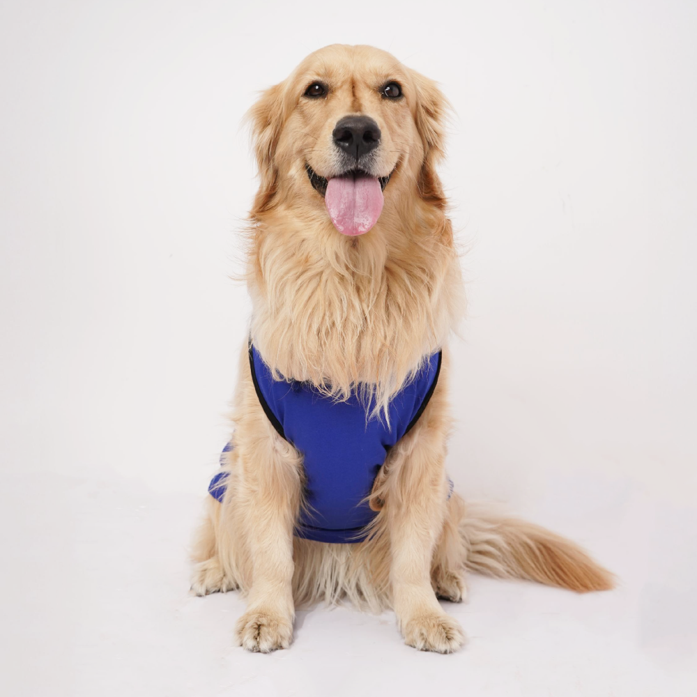 Skatrs Mastikhor Indians Cricket Jersey for Dogs and Cats (Blue) Both-Clothing & Accessories Skatrs