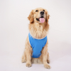 Skatrs Dilli Cuddlers Cricket Jersey for Dogs and Cats (Blue) Both-Clothing & Accessories Skatrs
