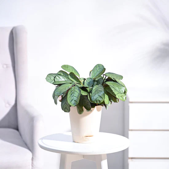 Ugaoo Calathea Prayer Indoor Live Pet Safe Plant with Pot