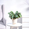 Ugaoo Calathea Prayer Indoor Live Pet Safe Plant with Pot Pet Parent-Home & Garden Ugaoo Dropship