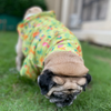 15buttons Madagascar Shirt for Dogs Dogs-Clothing & Accessories 15buttons Dropship
