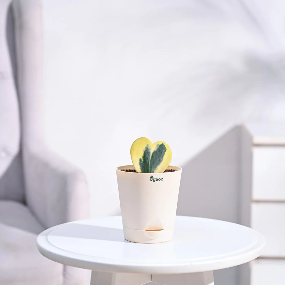 Ugaoo Heart Hoya Variegated Succulent Live Pet Safe Plant with Pot Pet Parent-Home & Garden Ugaoo Dropship