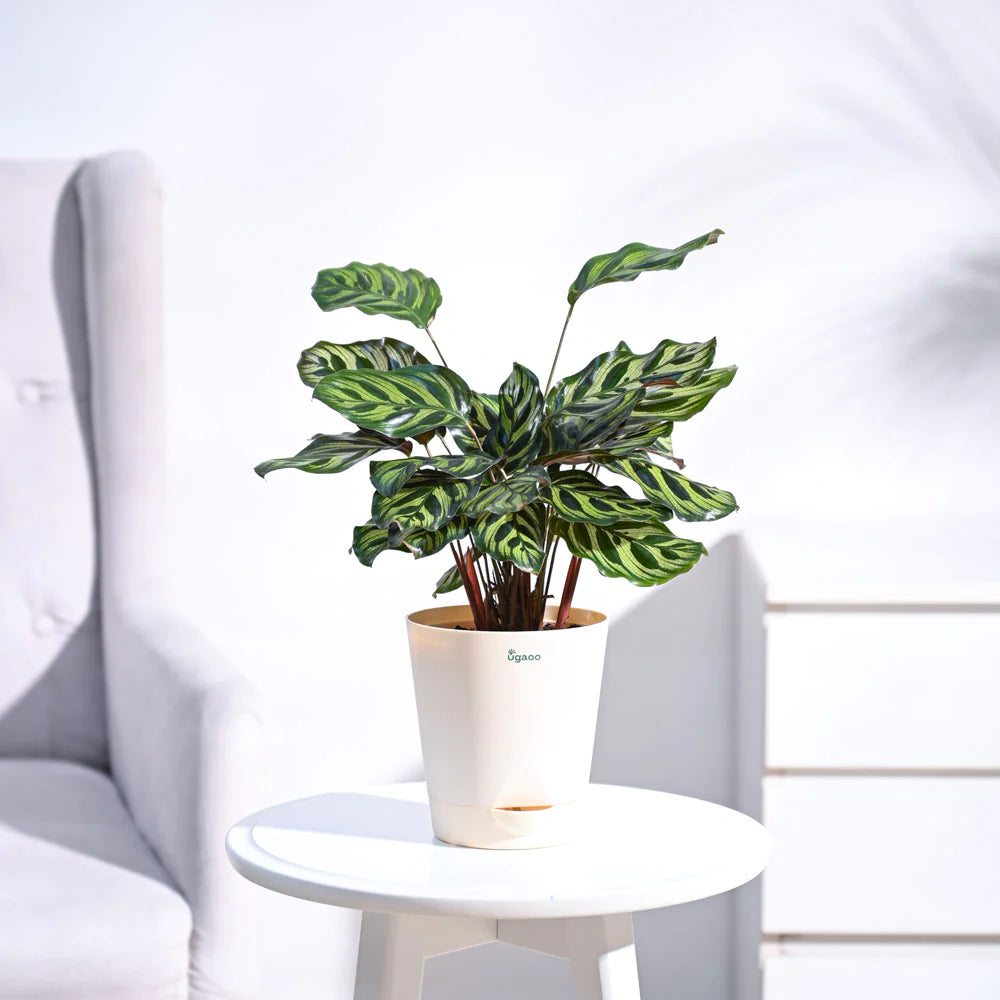 Ugaoo Peacock Natural Live Indoor Plant with Pot Pet Parent-Home & Garden Ugaoo Dropship 32-38cm