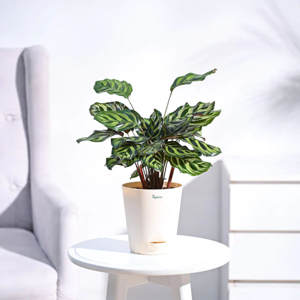 Ugaoo Peacock Natural Live Indoor Pet Safe Plant with Pot
