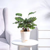 Ugaoo Peacock Natural Live Indoor Pet Safe Plant with Pot Pet Parent-Home & Garden Ugaoo Dropship