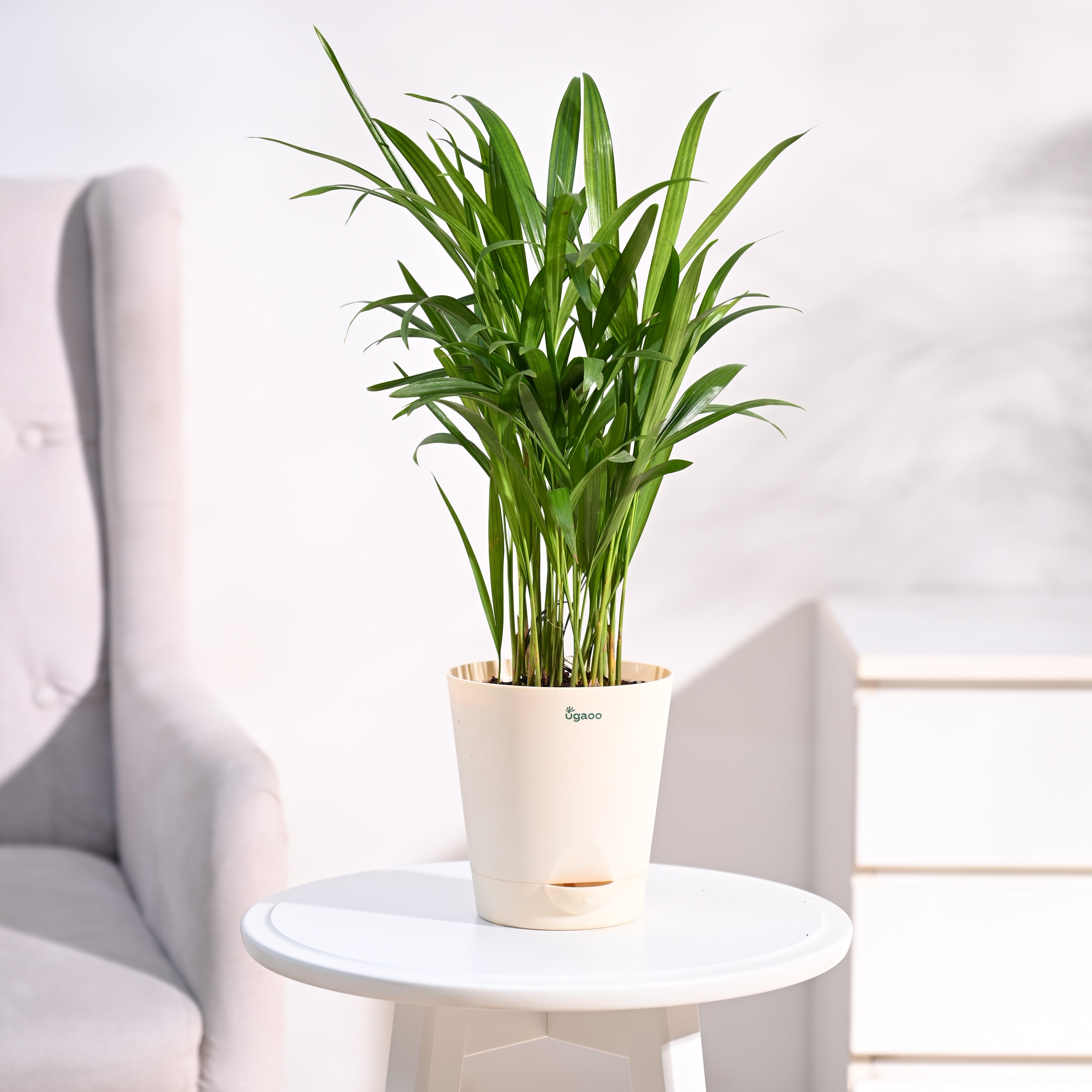 Ugaoo Areca Palm Plant with Self Watering Pot Pet Parent-Home & Garden Ugaoo Dropship