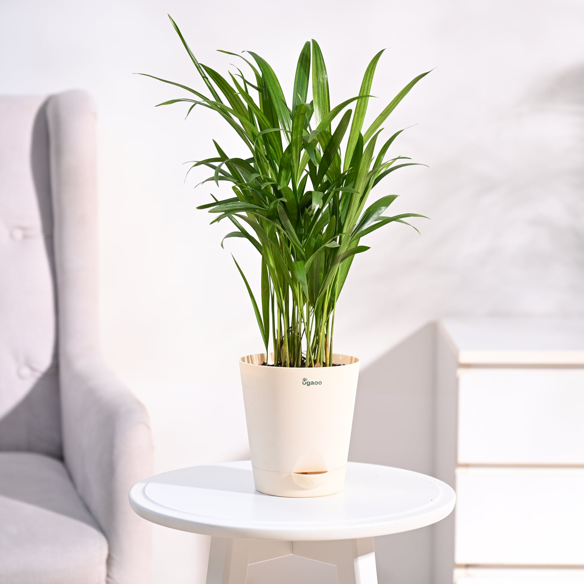 Ugaoo Areca Palm Plant with Self Watering Pot Pet Parent-Home & Garden Ugaoo Dropship