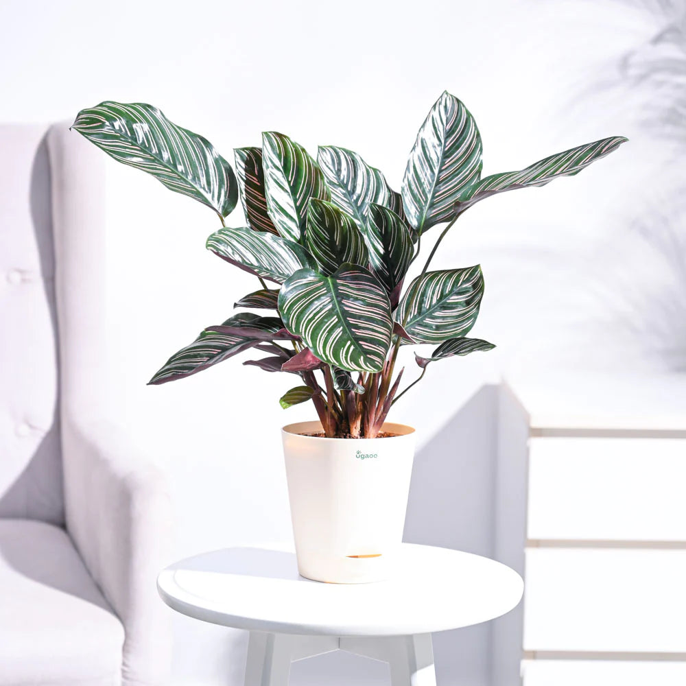 Ugaoo Calathea Sanderiana Natural Live Indoor Plant with Pot Pet Parent-Home & Garden Ugaoo Dropship 30-38cm