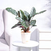 Ugaoo Calathea Sanderiana Natural Live Indoor Pet Safe Plant with Pot Pet Parent-Home & Garden Ugaoo Dropship