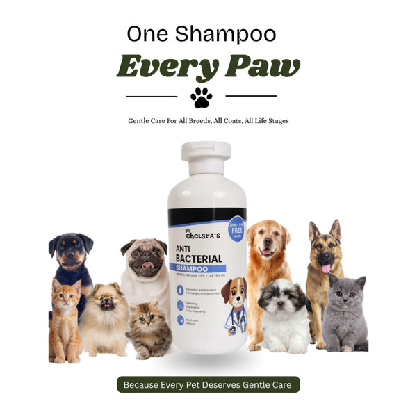 Dr. Chelsea’s Anti Bacterial Shampoo for Dogs & Cats