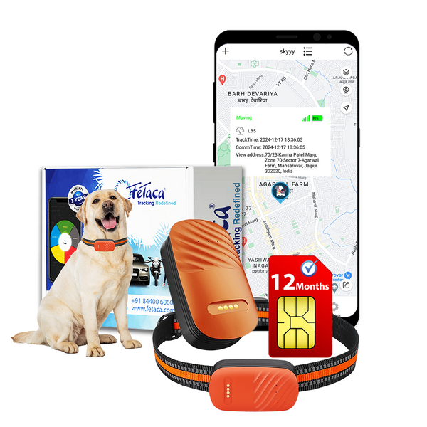 FeTaca Smart 4G GPS Tracker with Lifetime Free Tracking Year Data SIM Subscription for Dogs and Cats (Orange)