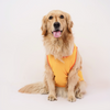 Skatrs Chepawk Superkings Cricket Jersey for Dogs and Cats (Yellow) Both-Clothing & Accessories Skatrs
