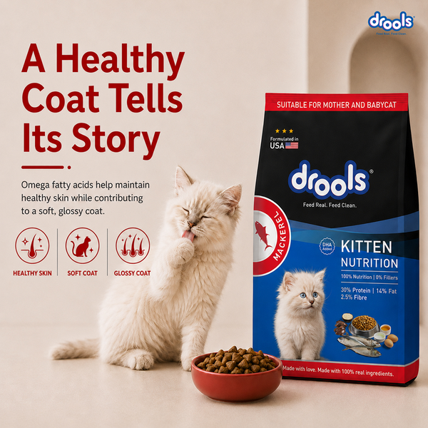 Drools Mackerel Kitten (1 to 12 Months) Cat Dry Food